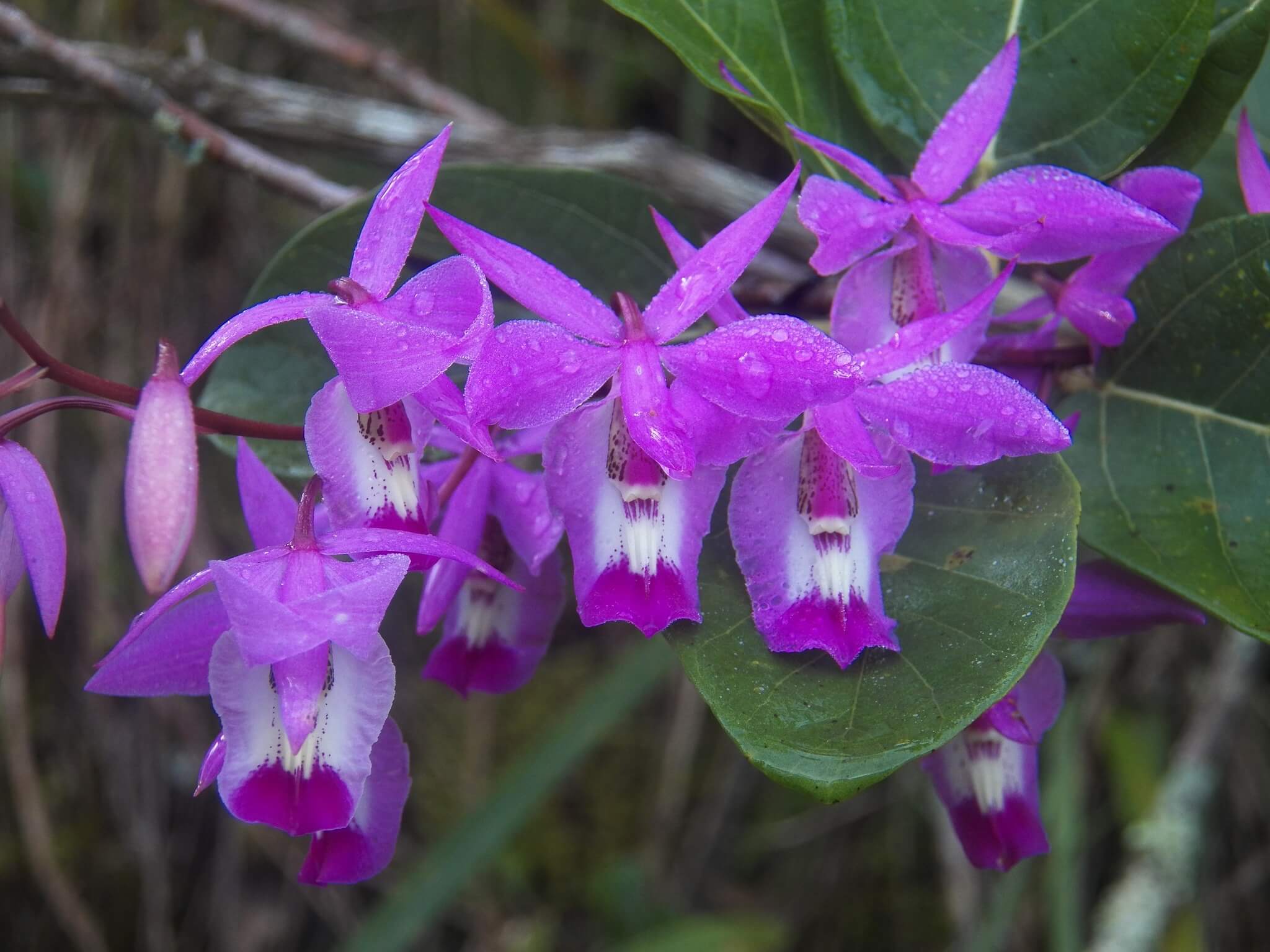 Barkeria vanneriana